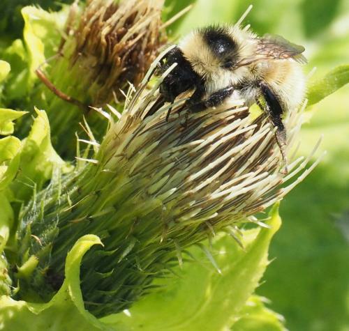 Réf. 316 630 : Bombus mesomelas
